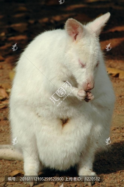 White,Bennett的袋鼠（Macropus,R