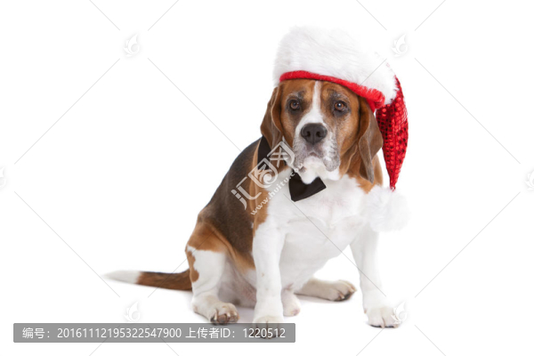 可愛的小獵犬的圣誕精神