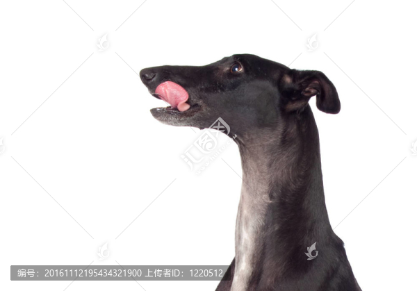 靈緹犬