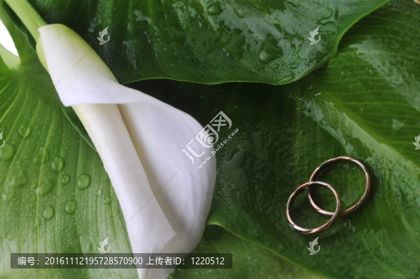 calla,lily和結婚戒指