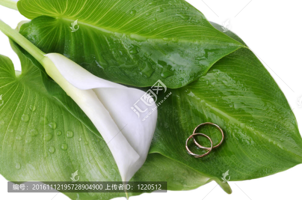 calla,lily和結(jié)婚戒指