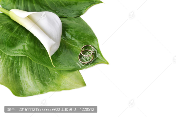 calla,lily和結(jié)婚戒指