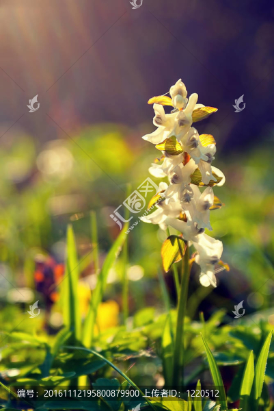 花