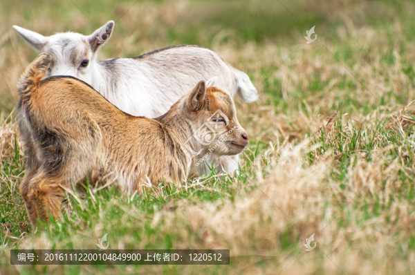 動物的孩子