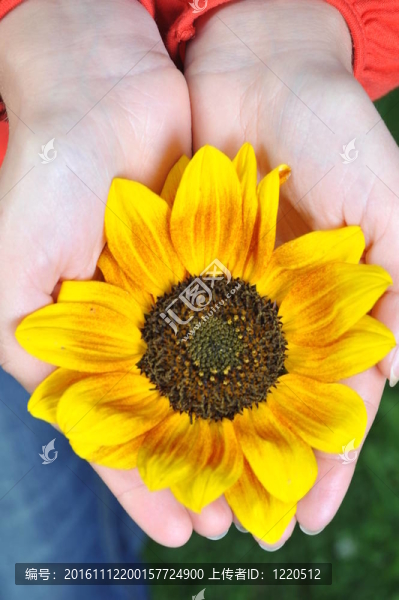 女人手上帶鮮花的戶外