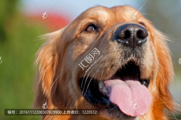 金毛獵犬