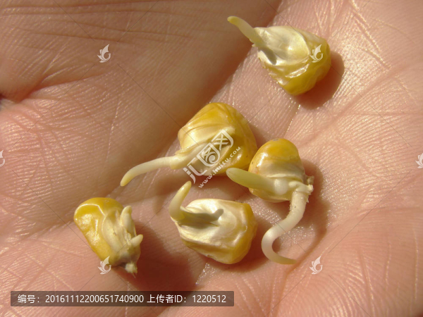 帶芽的玉米種子