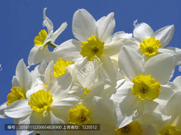 水仙花