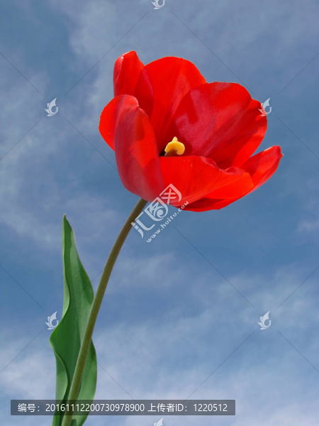 紅色的郁金香