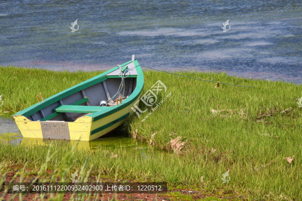 島多莉