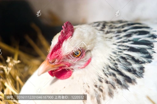雞