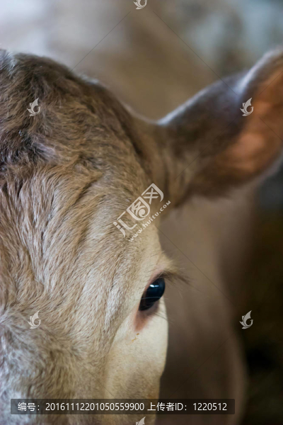 奶牛動物系列