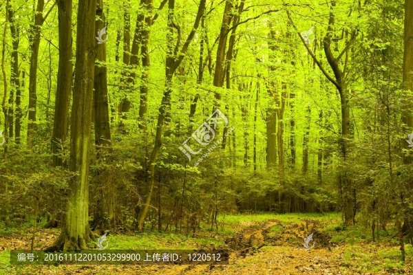 樹(shù)