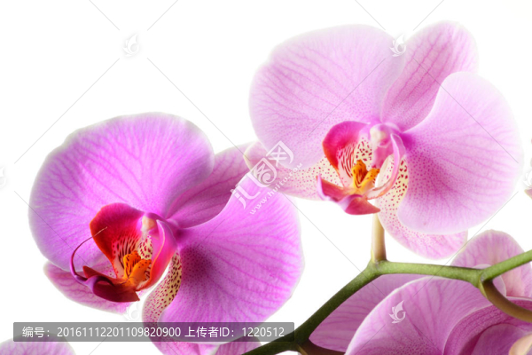 蘭花；Orchidea,Phalaenopsis