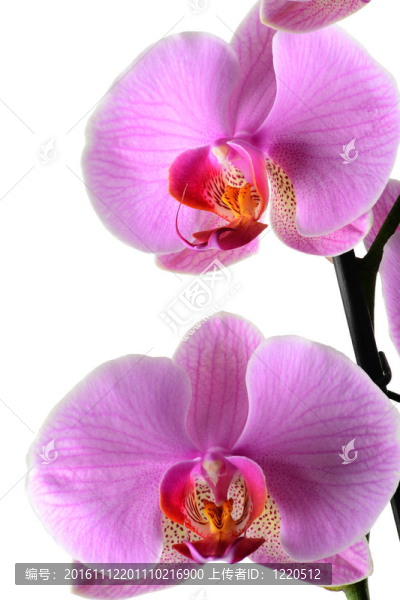 蘭花；Orchidea,Phalaenopsis