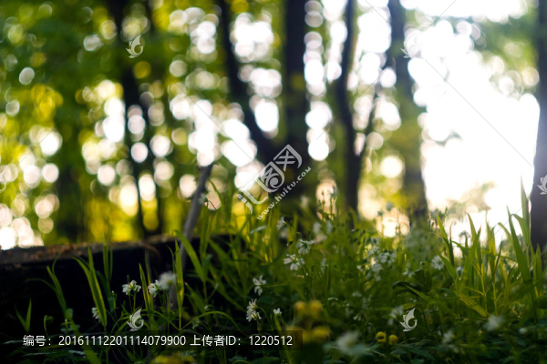 野生植物