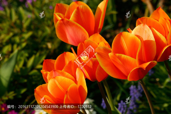 郁金香