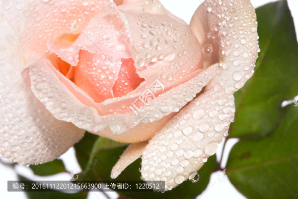 特寫(xiě)美麗粉紅玫瑰與水滴-匯圖網(wǎng) www.fosd68.com 特寫(xiě)美麗粉紅玫瑰與水滴