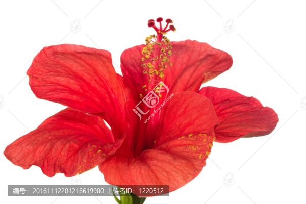 紅芙蓉孤立在白色背景