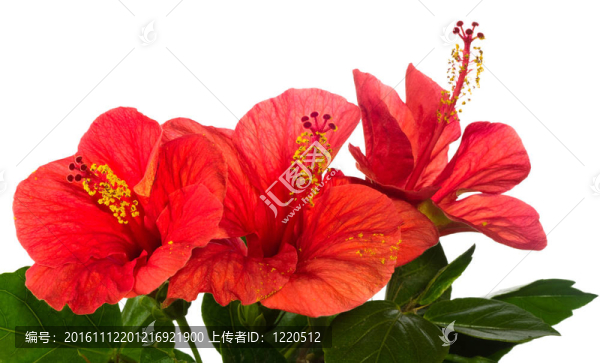 紅芙蓉孤立在白色背景