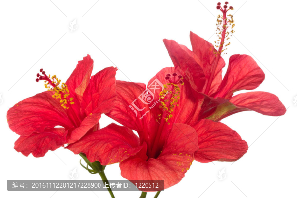 紅芙蓉孤立在白色背景