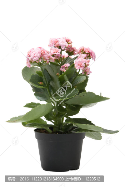 粉紅色的長壽花植物孤立在白色背景