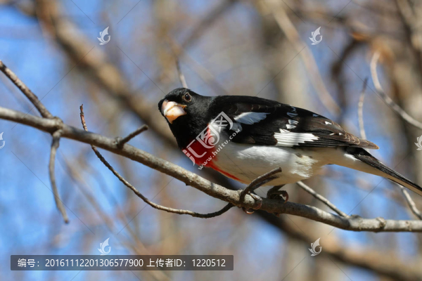 玫瑰胸蠟嘴鳥(niǎo)男