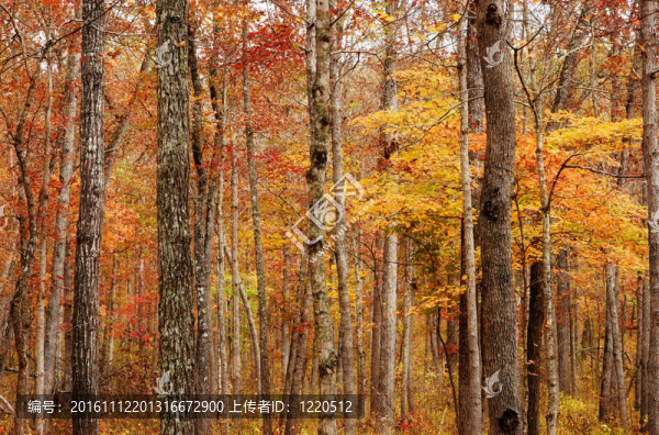 秋天或秋天的森林-匯圖網(wǎng) www.fosd68.com 秋天或秋天的森林