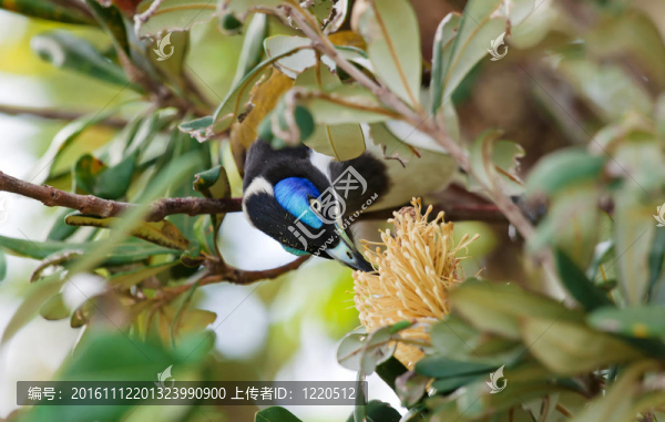 一個(gè)藍(lán)臉吸蜜鳥