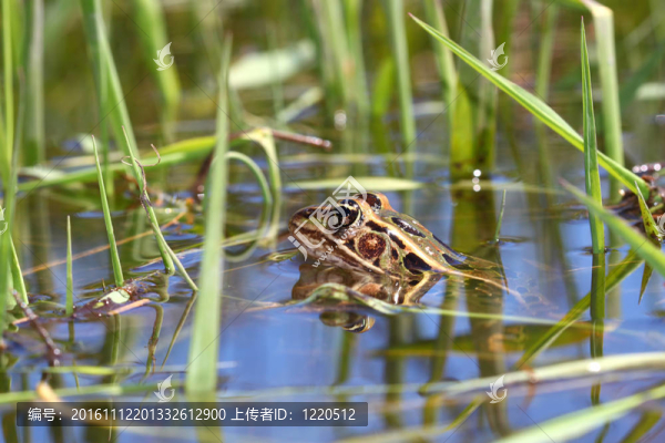 北方豹蛙（Rana,pipiens）