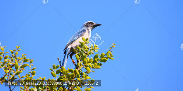 佛羅里達(dá)州杰伊（Aphelocoma,coerulescens）擦洗