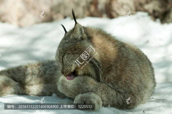 天貓