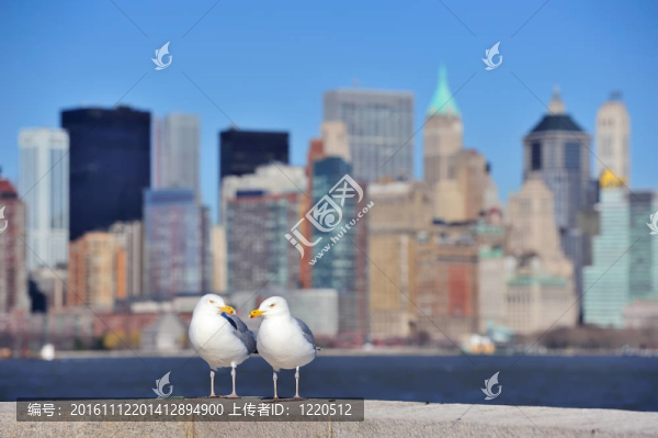 海鷗