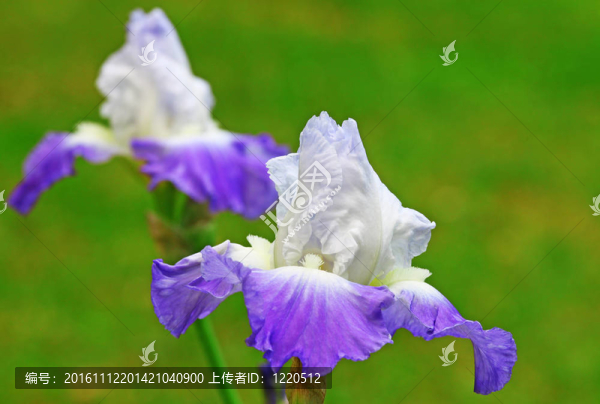 兩個(gè)紫髯鳶尾使用淺景深和選擇性聚焦對(duì)明亮的綠色背景。