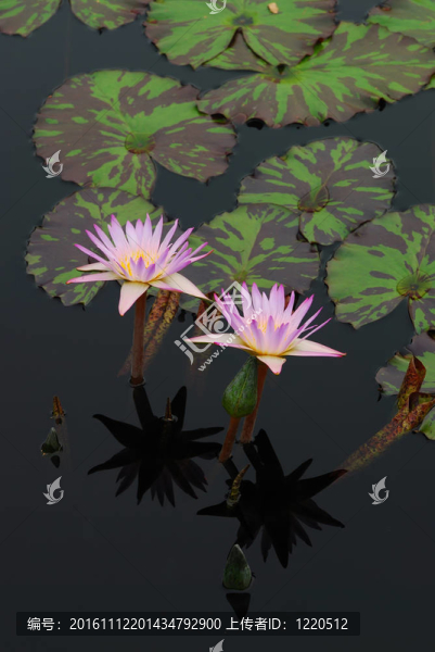 水百合