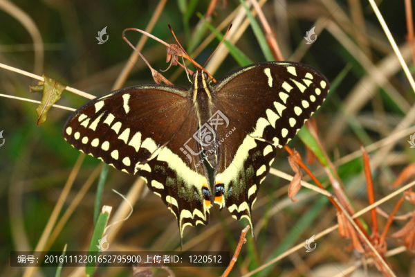 Palamedes,Swallowtail（鳳蝶帕拉米迪斯）