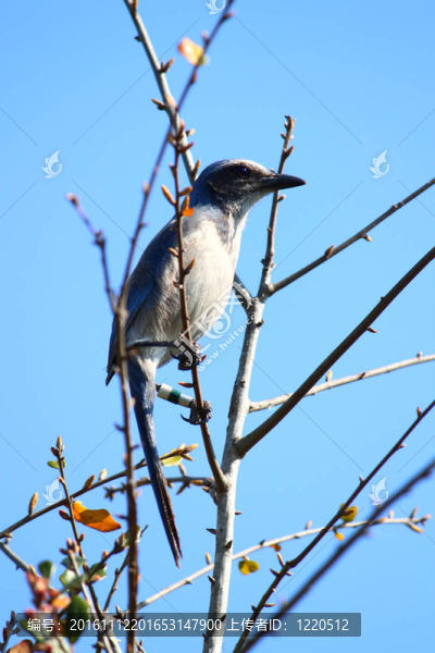佛羅里達(dá)州杰伊（Aphelocoma,coerulescens）擦洗