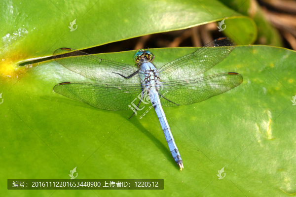 東方pondhawk（Erythemis,simplicicollis）
