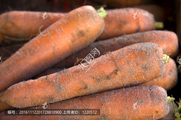 新鮮拔胡蘿卜