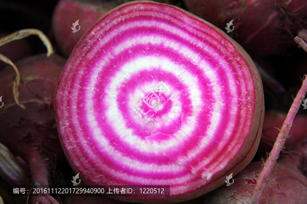 將甜菜根