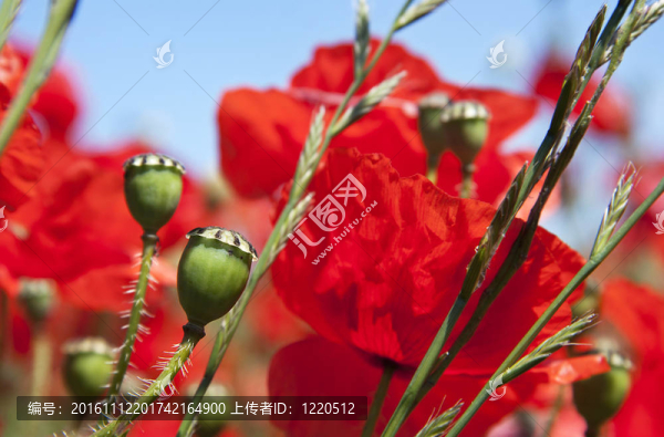 罌粟花莢