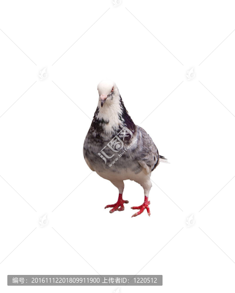 鴿子