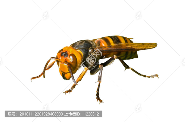 Hornet,21