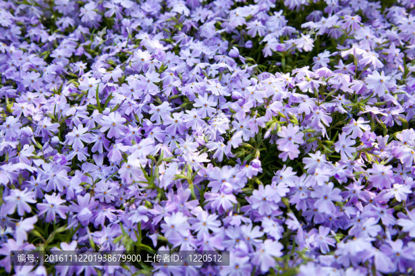 aubretia