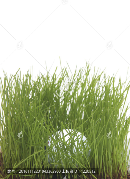 在粗糙的高爾夫球