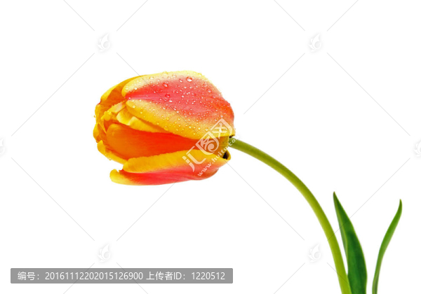 花橙黃郁金香水滴