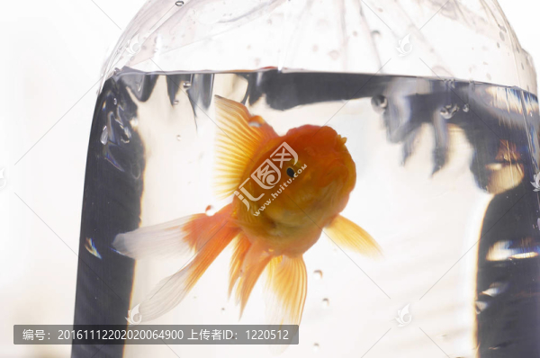金色的魚