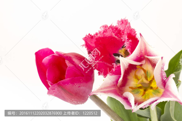 郁金香