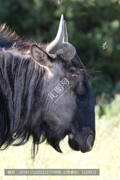 wilderbeest羚羊-匯圖網(wǎng) www.fosd68.com wilderbeest羚羊