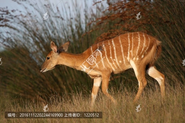 尼亞拉羚羊女